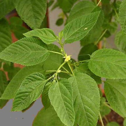 Ayoyo (Jute leaves)